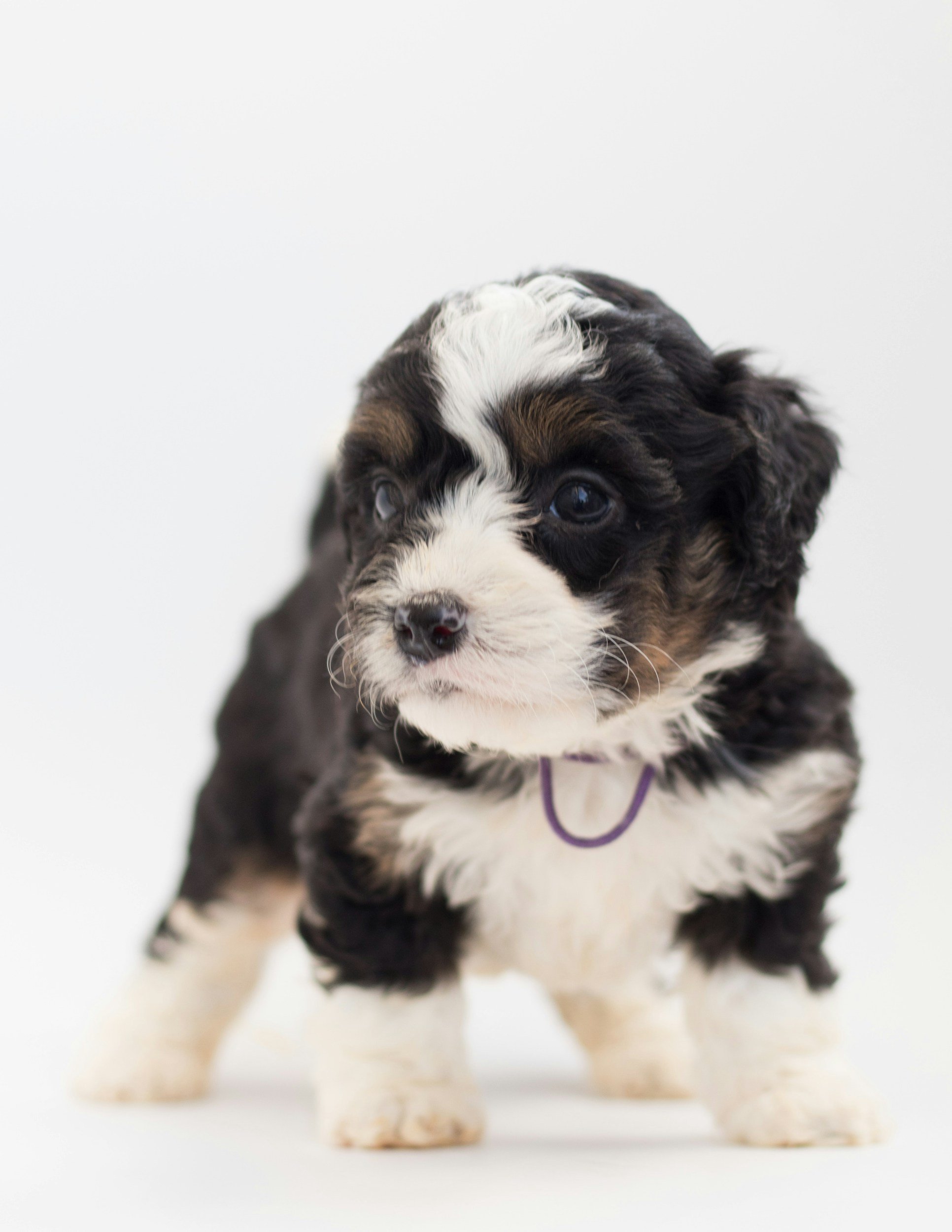 The Benefits Of Designer Breeds: How Crossbreeding Enhances Health, Temperament, And Versatility In Dogs