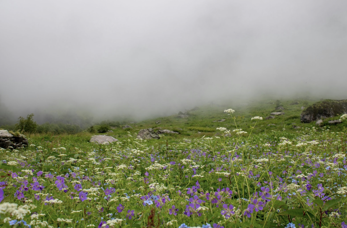 Valley of Flowers Trek: A Bucket List Adventure for Nature Lovers
