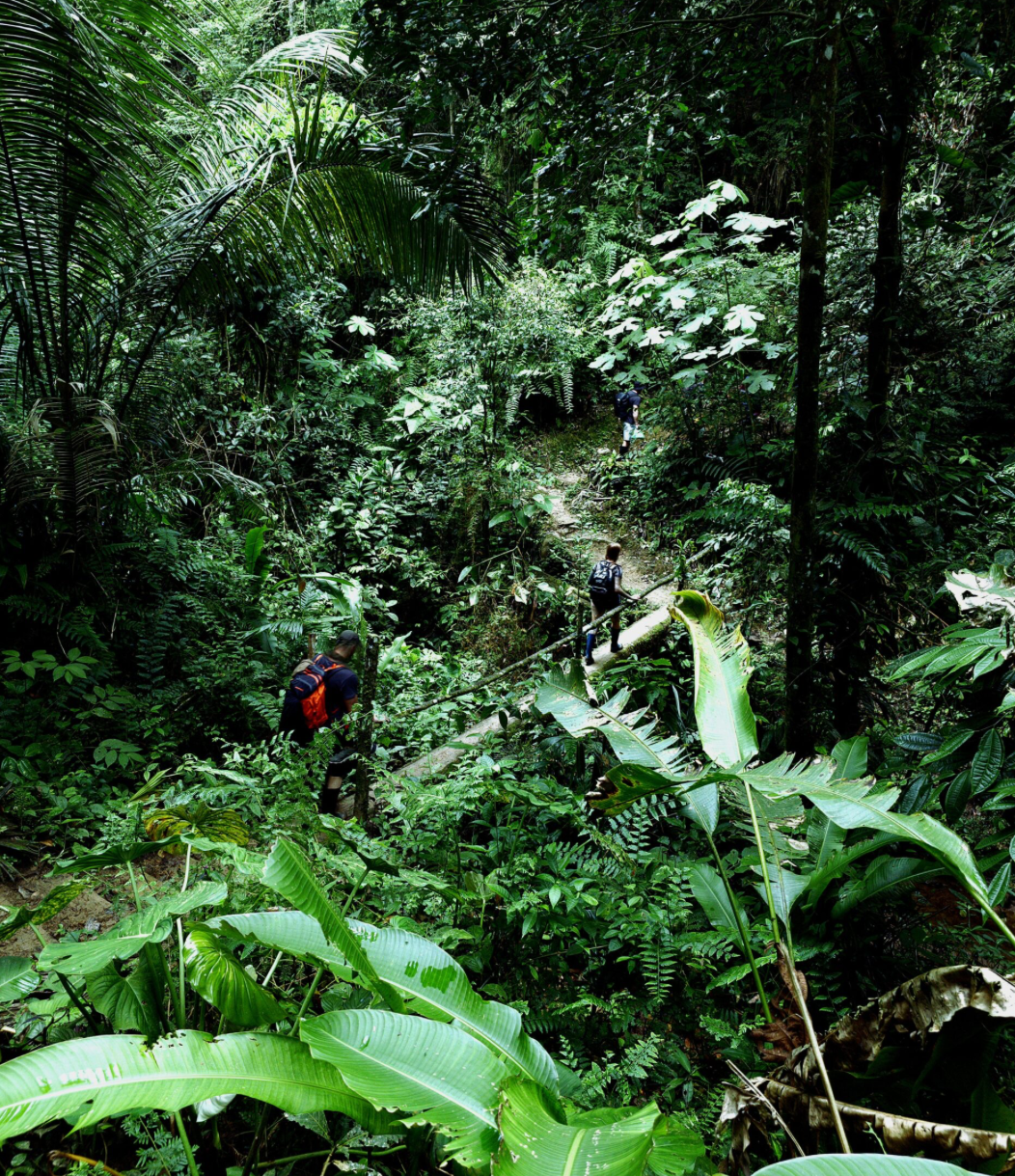 Discovery trip to the jungle