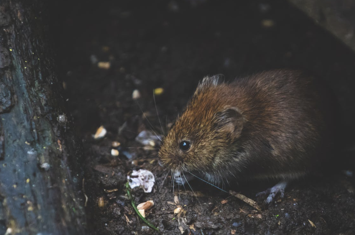 Understanding the Health Risks Associated with Common Household Pests