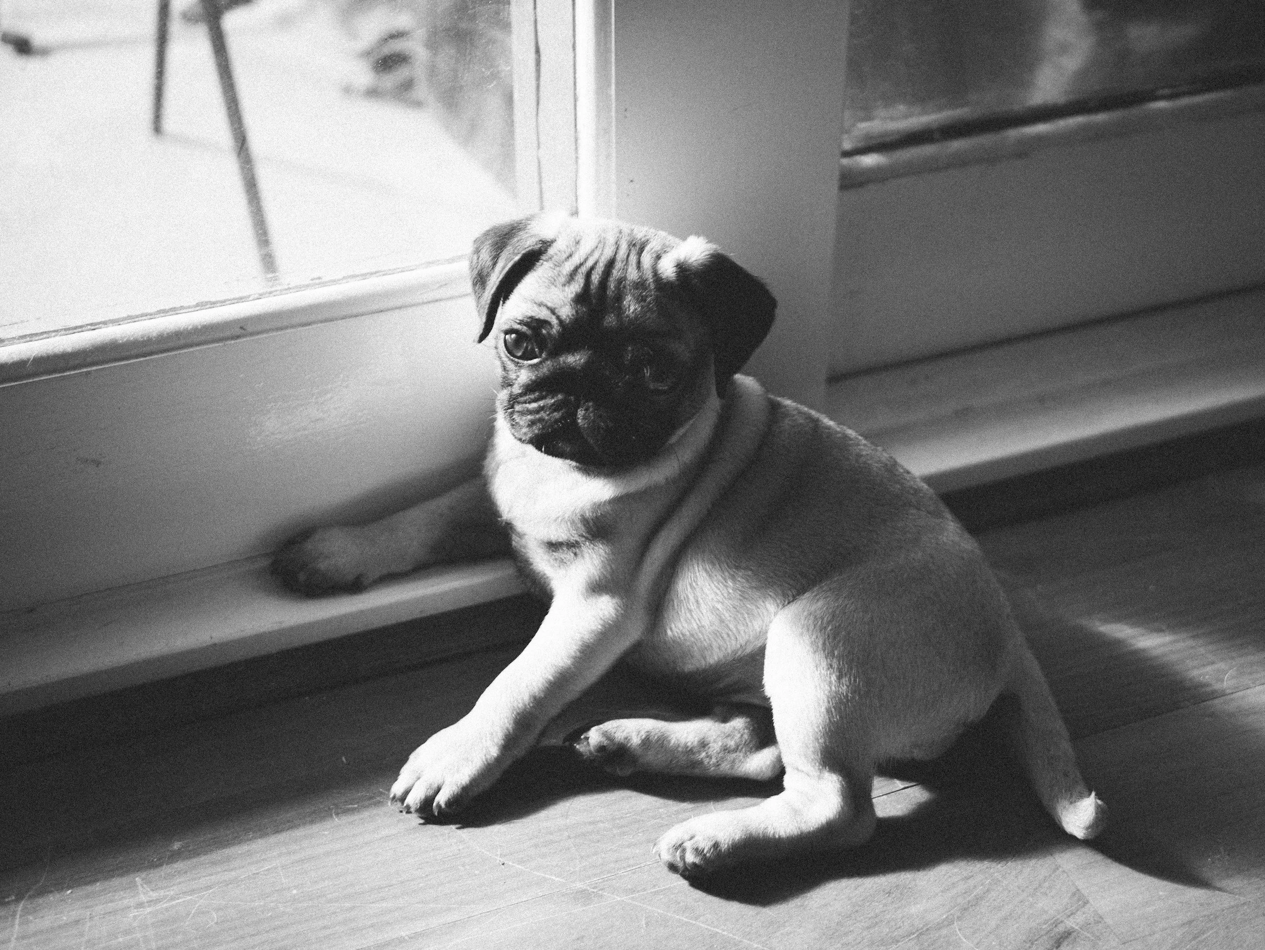 When is the Right Time to Get a Puppy? Understanding Your Situation
