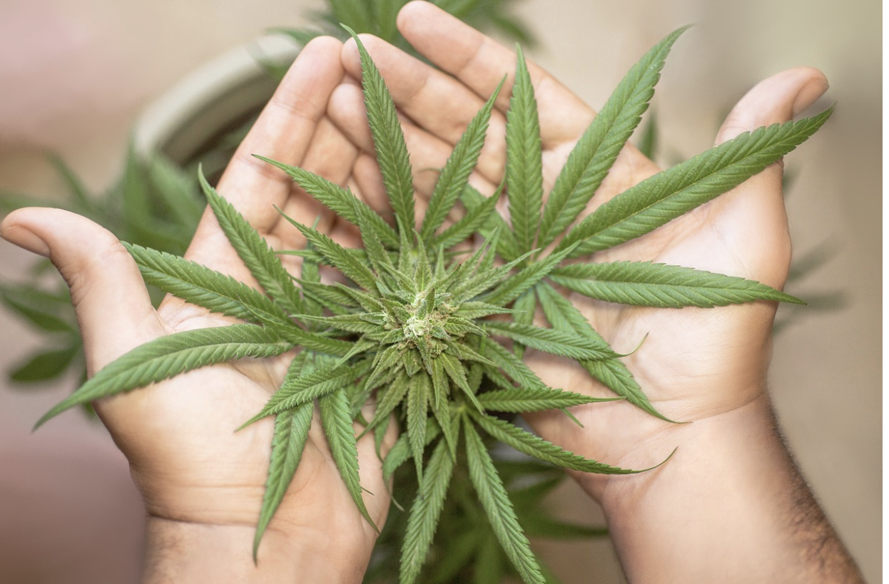 The Do's and Don'ts of Buying Cannabis Online