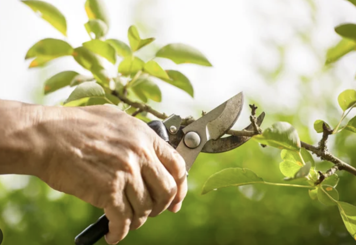 5 Compelling Reasons to Leave Tree Pruning to the Pros