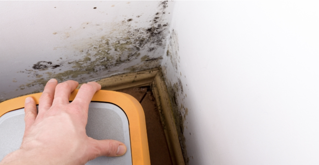 The Do’s and Don’ts of Effective Mold Removal