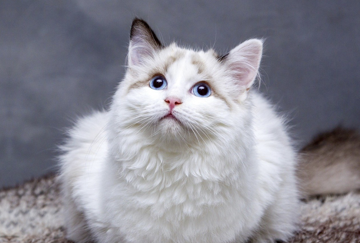 8 Things You Didn’t Know About Insuring Your Pet
