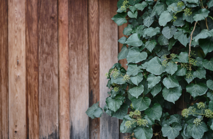 Secret Escape: What Could Your Garden Become?