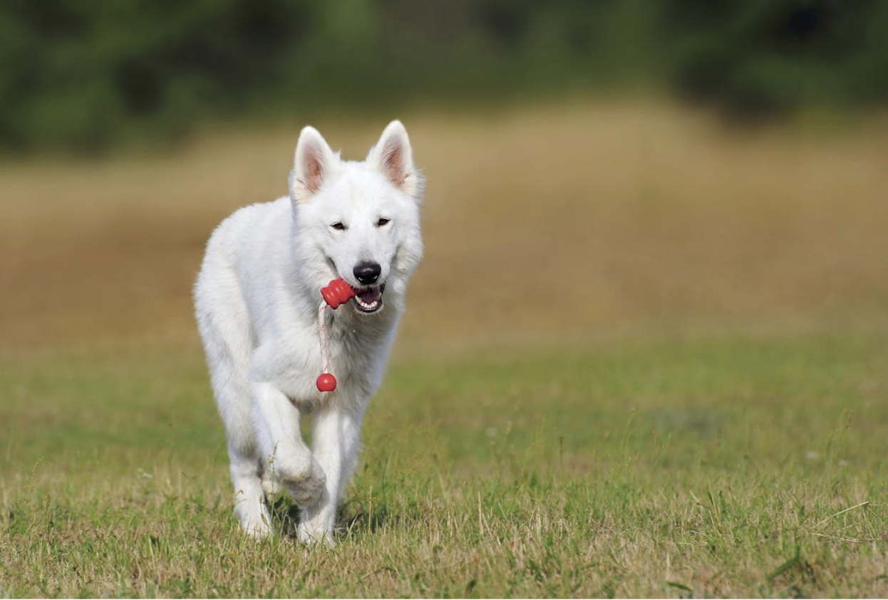 Proper Ways to Understanding Animal Training: 6 Key Facts