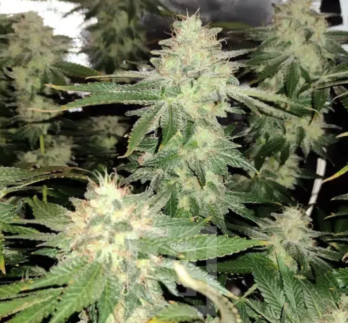 Blimburn Seeds: A Leading Cannabis Seed Bank for Premium Genetics