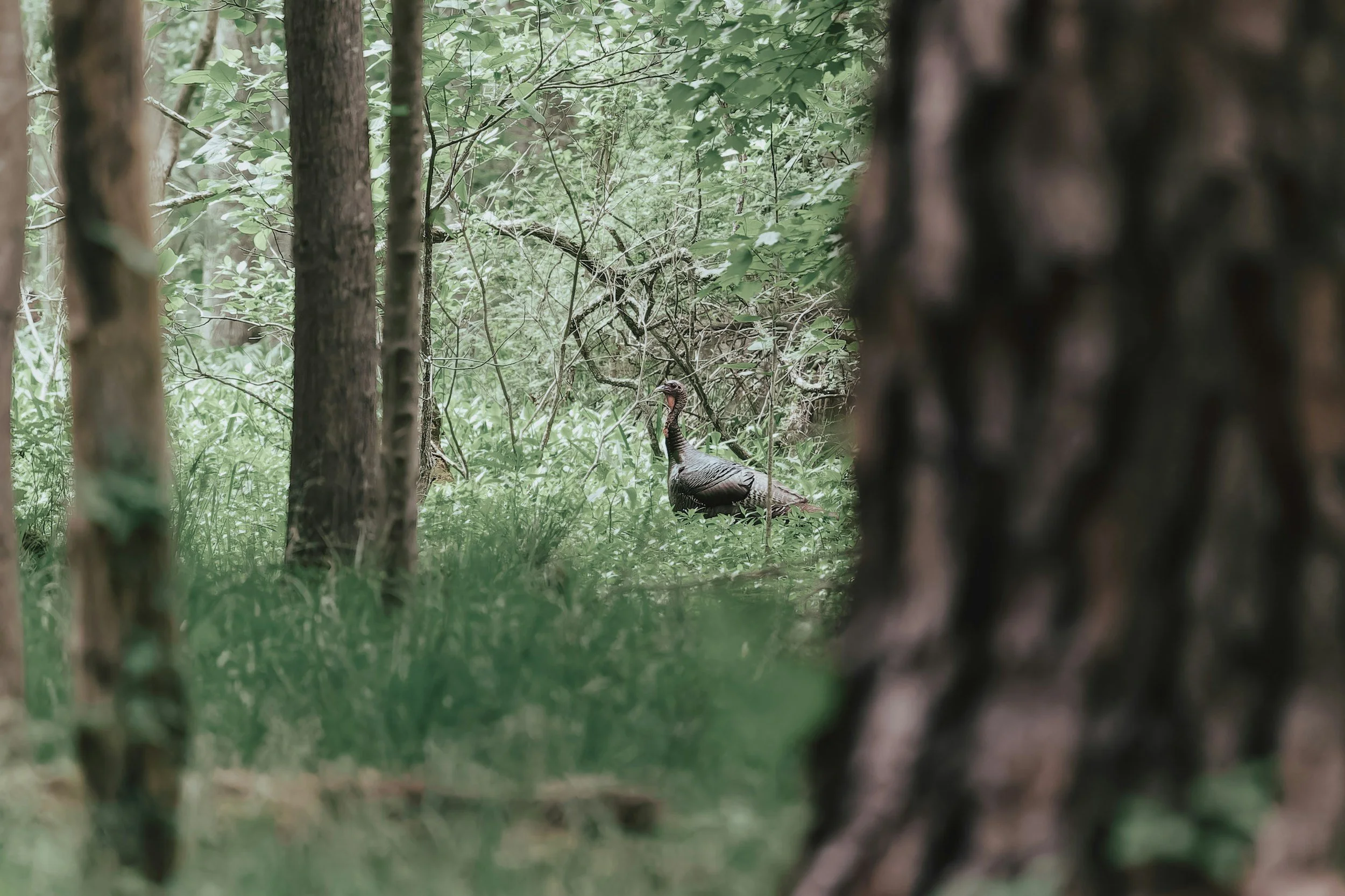 How To Get the Most Out of Your Turkey Hunts