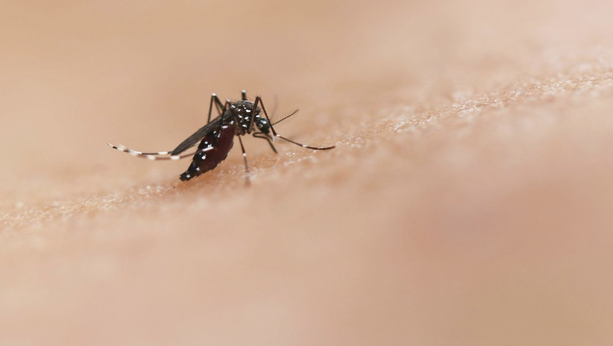 How Professional Tick and Mosquito Control Enhances Outdoor Living&nbsp;