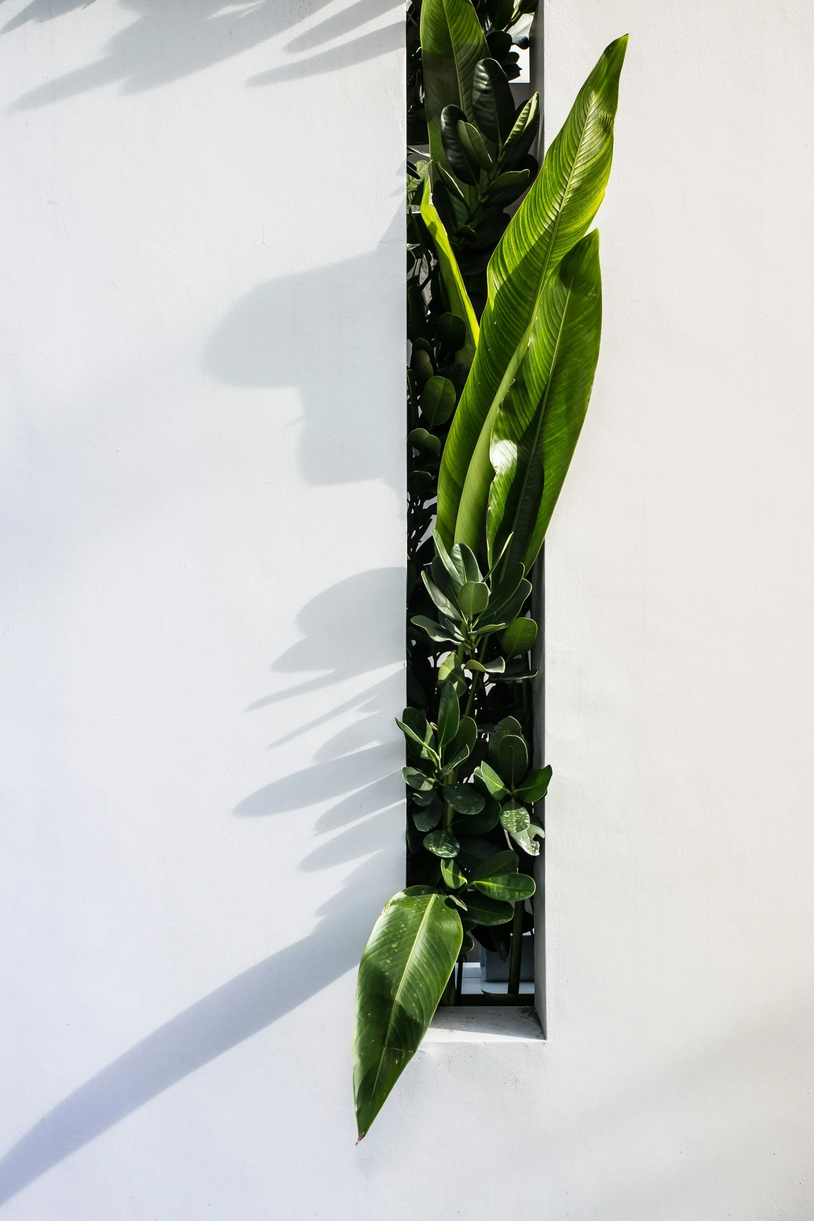 Transform your Home with Indoor Vertical Gardens