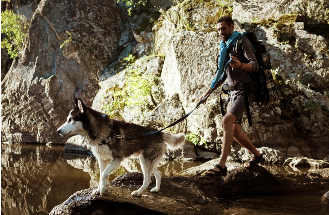 How to Keep Your Dog Safe on Extreme Travel Adventures