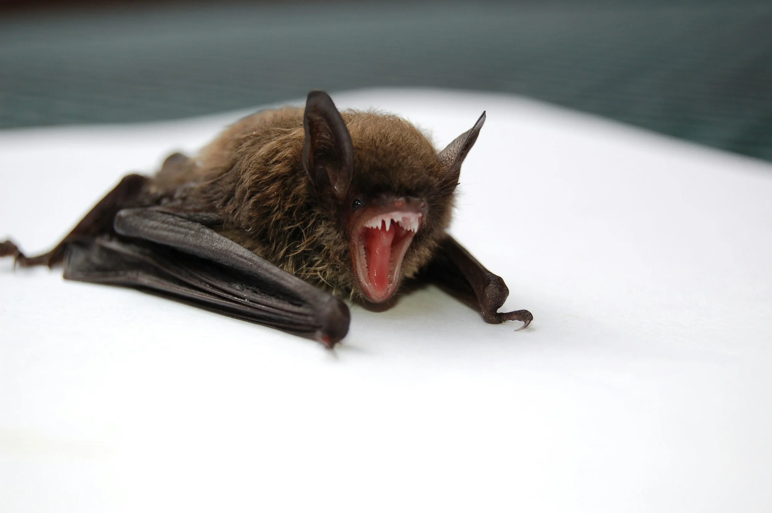 Understanding Bat Removal and Why It Is Important for Homeowners?