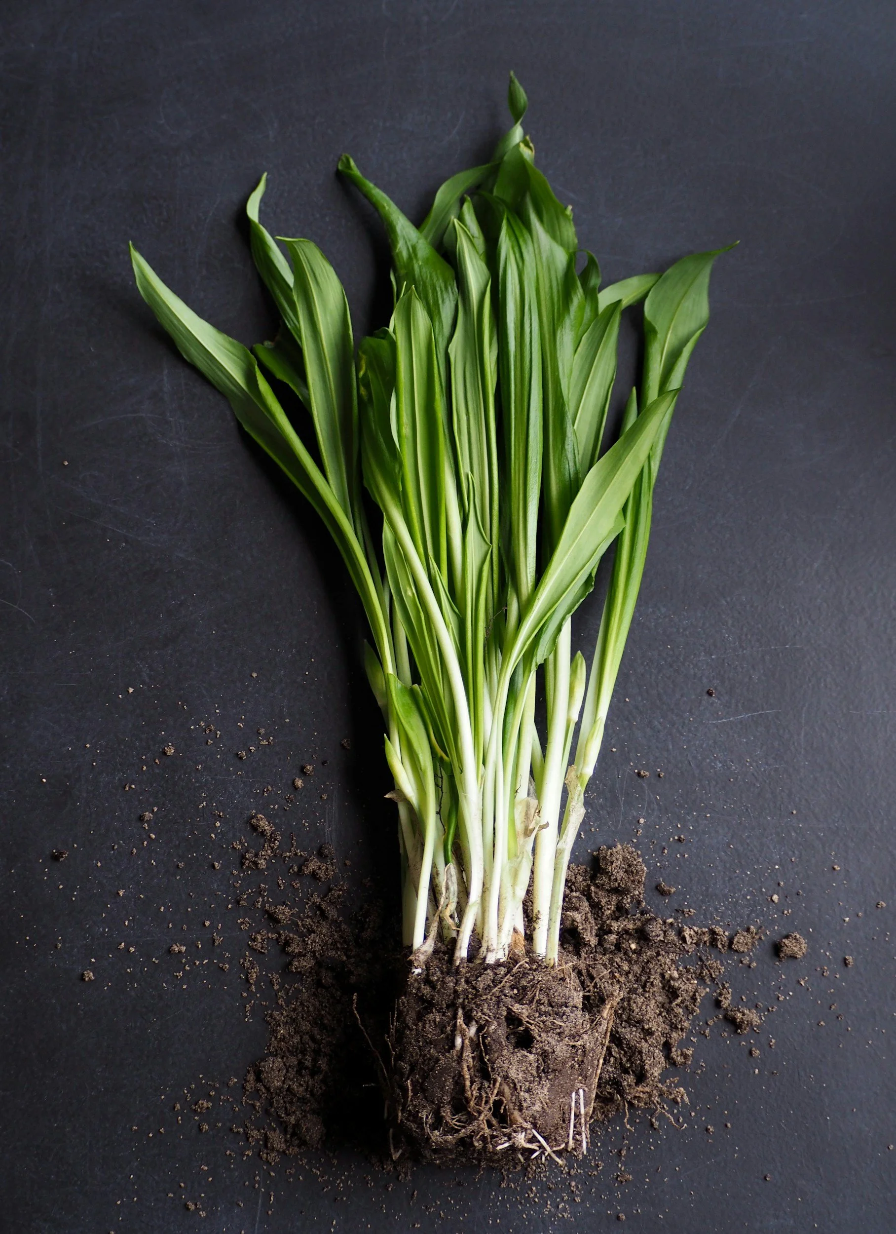 Lemongrass: The Aromatic Herb Elevating Everyday Cuisine