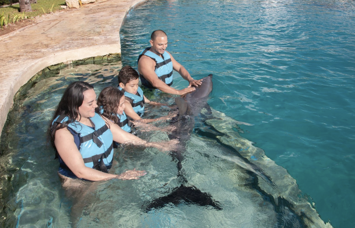  Unforgettable Activities in Cancun: Start with a Dolphin Encounter 
