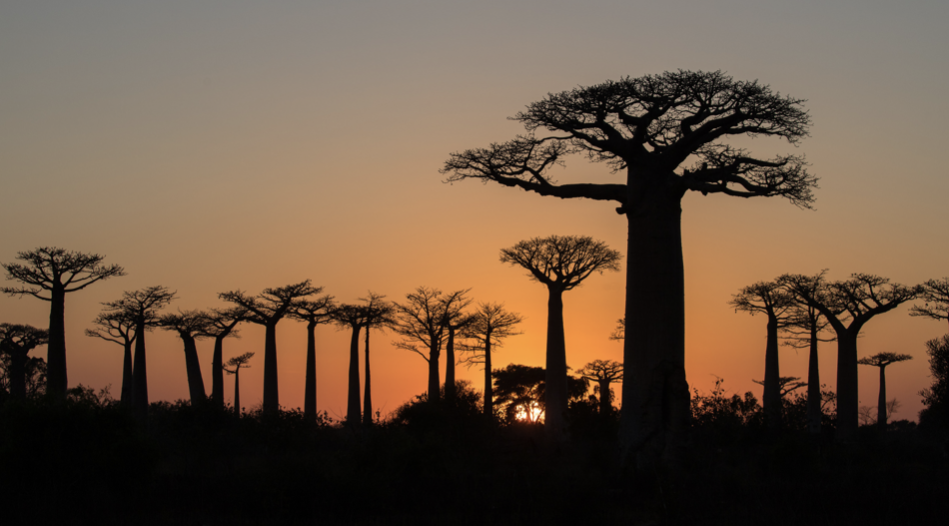 Into the Wild Heart of Madagascar: An Unforgettable Adventure