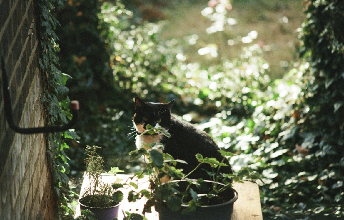 What Makes A Garden Space Comfortable?