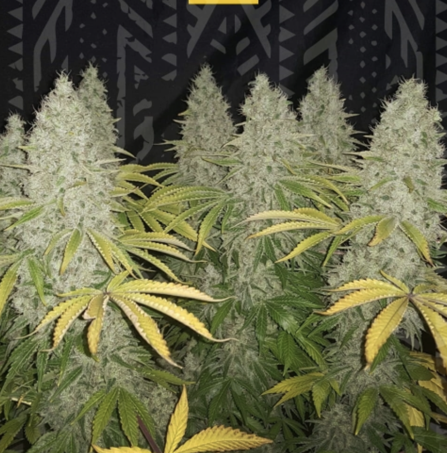 Cultivating Cannabis at Home: Tips for Integrating Homegrown Plants into a Health-Conscious Lifestyle