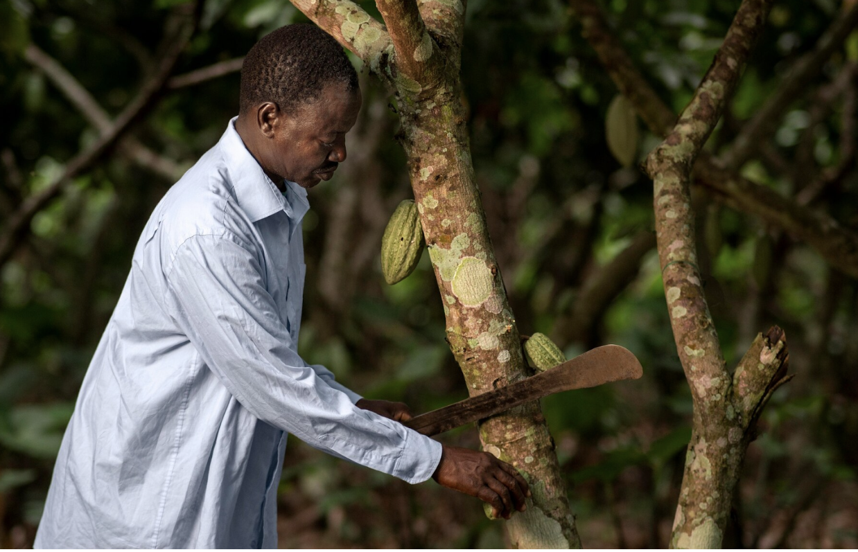 Discover a World of Chocolate at The Cocoa Trees: Your Ultimate Chocolate Shop