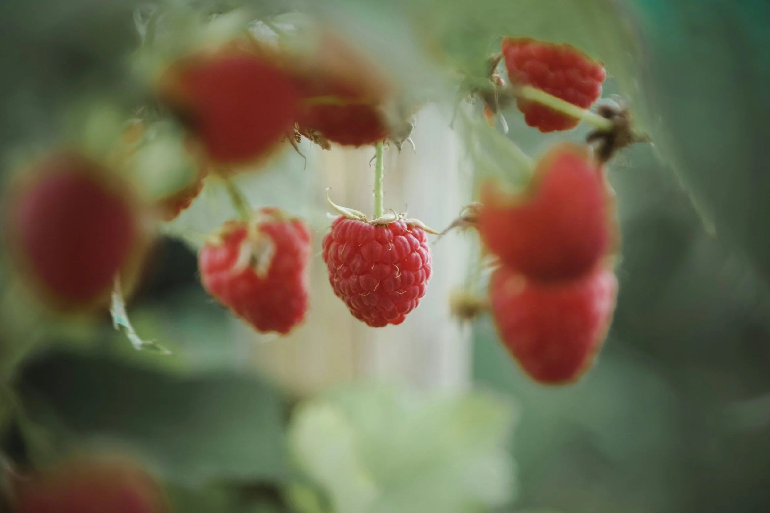 Top Tips for Growing Lush Raspberry Plants in Your Backyard