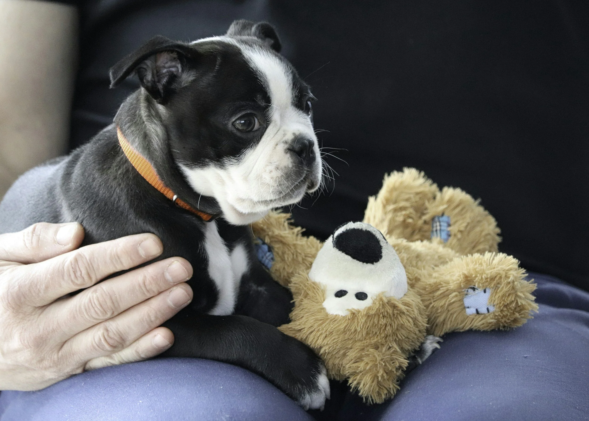 The Day in the Life of a Dog at Daycare: What Actually Happens Behind the Scenes