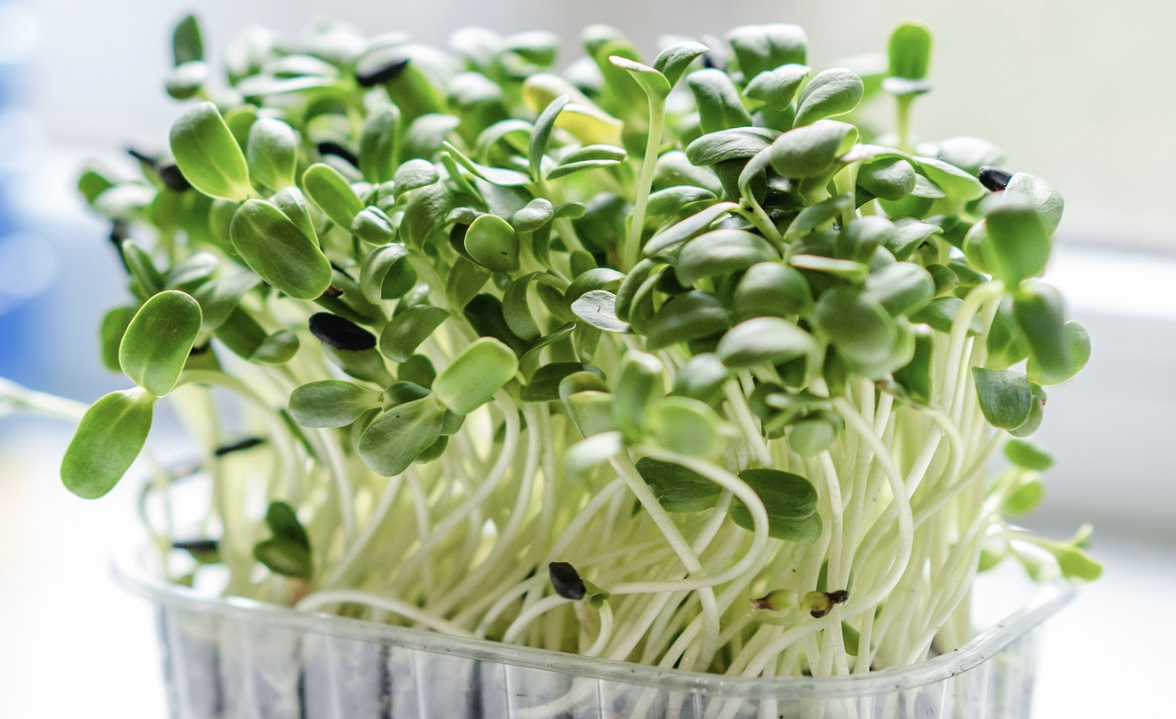 The Ultimate Guide to Selecting the Best Seeds for Microgreens