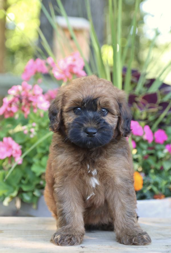 Why Choosing the Right Whoodle Breeder Makes All the Difference