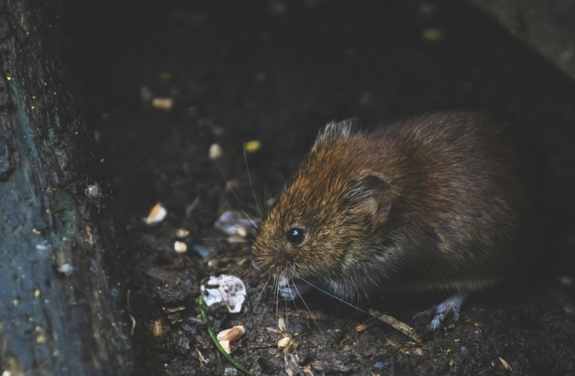 4 Reasons Pest Control Should Not Be Overlooked in Property Care