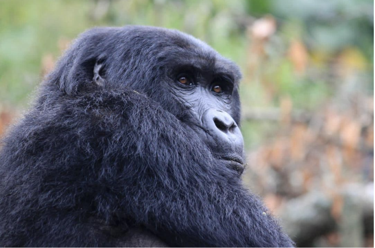 Unforgettable Adventure: Mountain Gorilla Trekking Safaris in Uganda