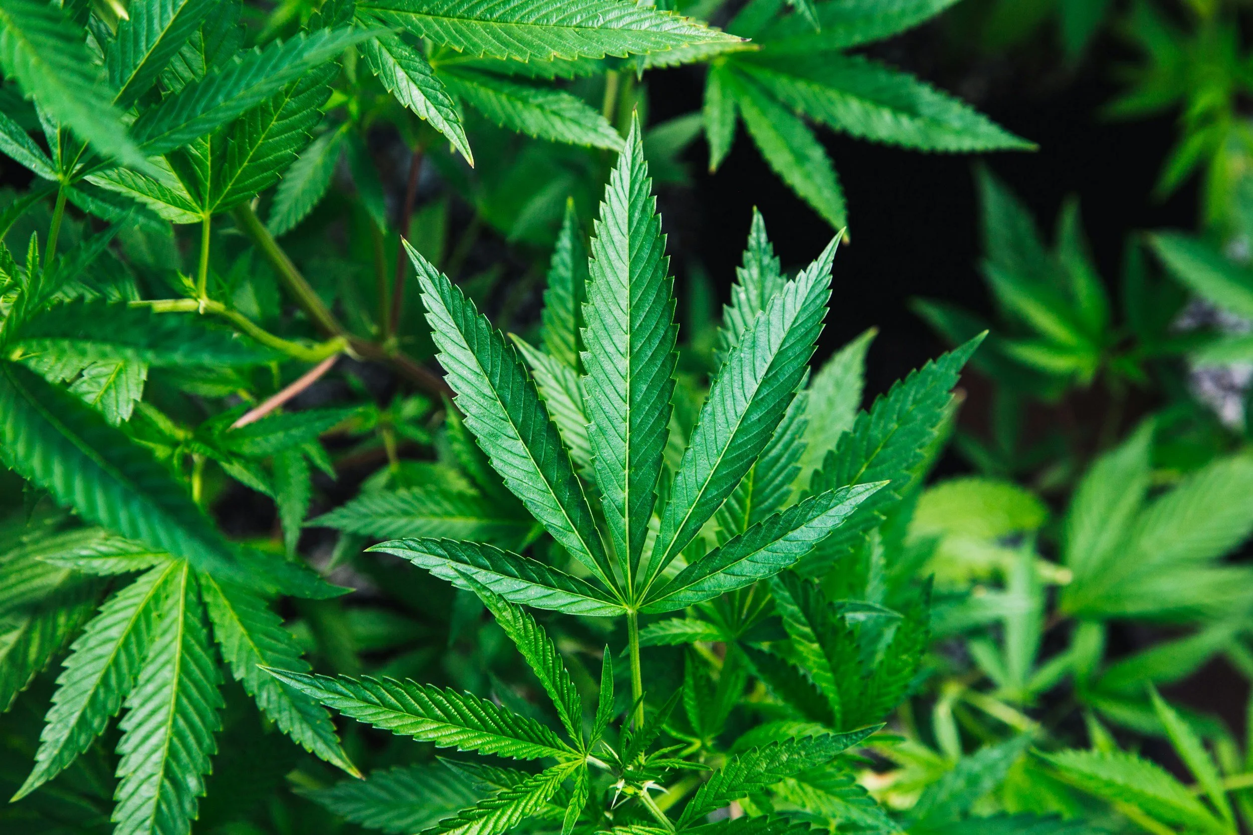 The Science Behind Cannabis: What Modern Research Reveals