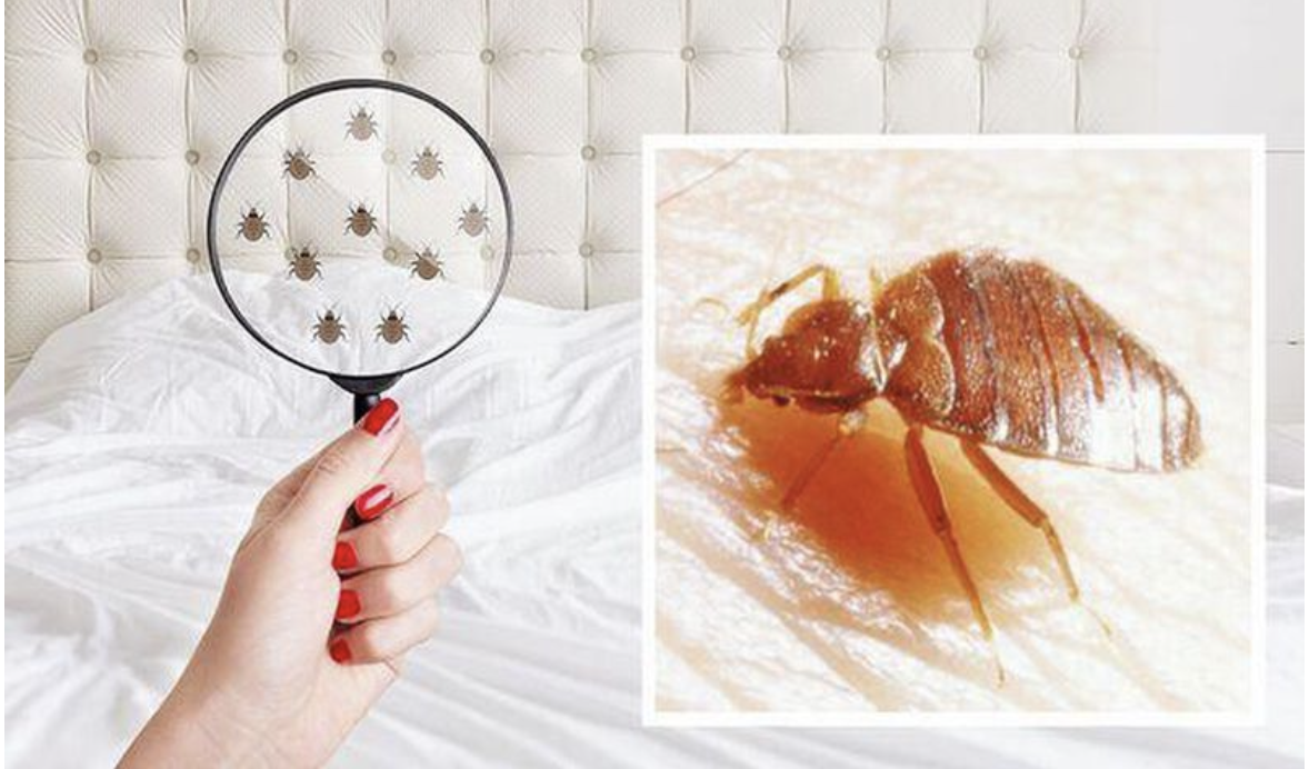 How to Get Rid of Bed Bugs: Step-by-Step Treatment Options Explained