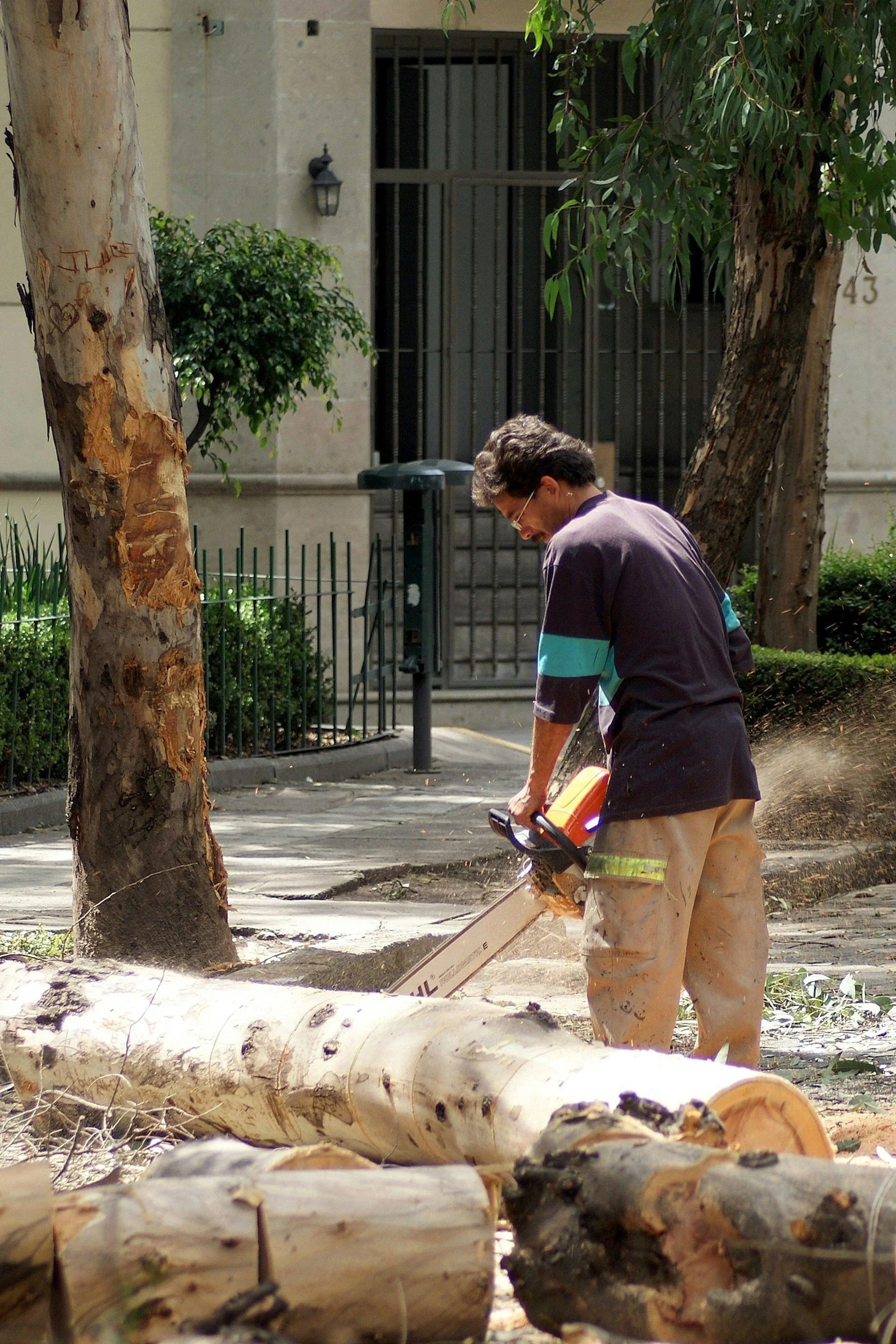 Expert Tree Removal in Sydney: Ensuring Safe and Sustainable Urban Landscapes