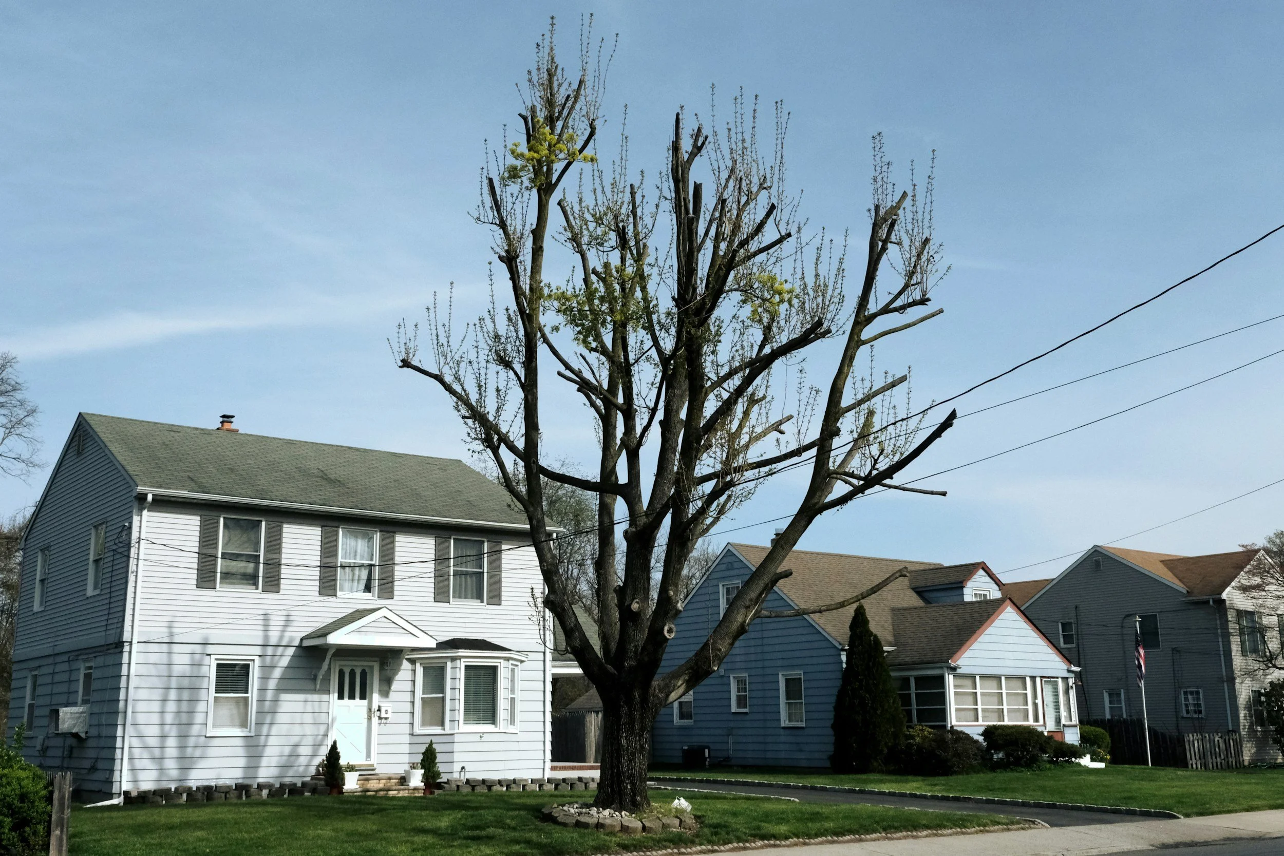 How Tree Roots Can Damage Your Property