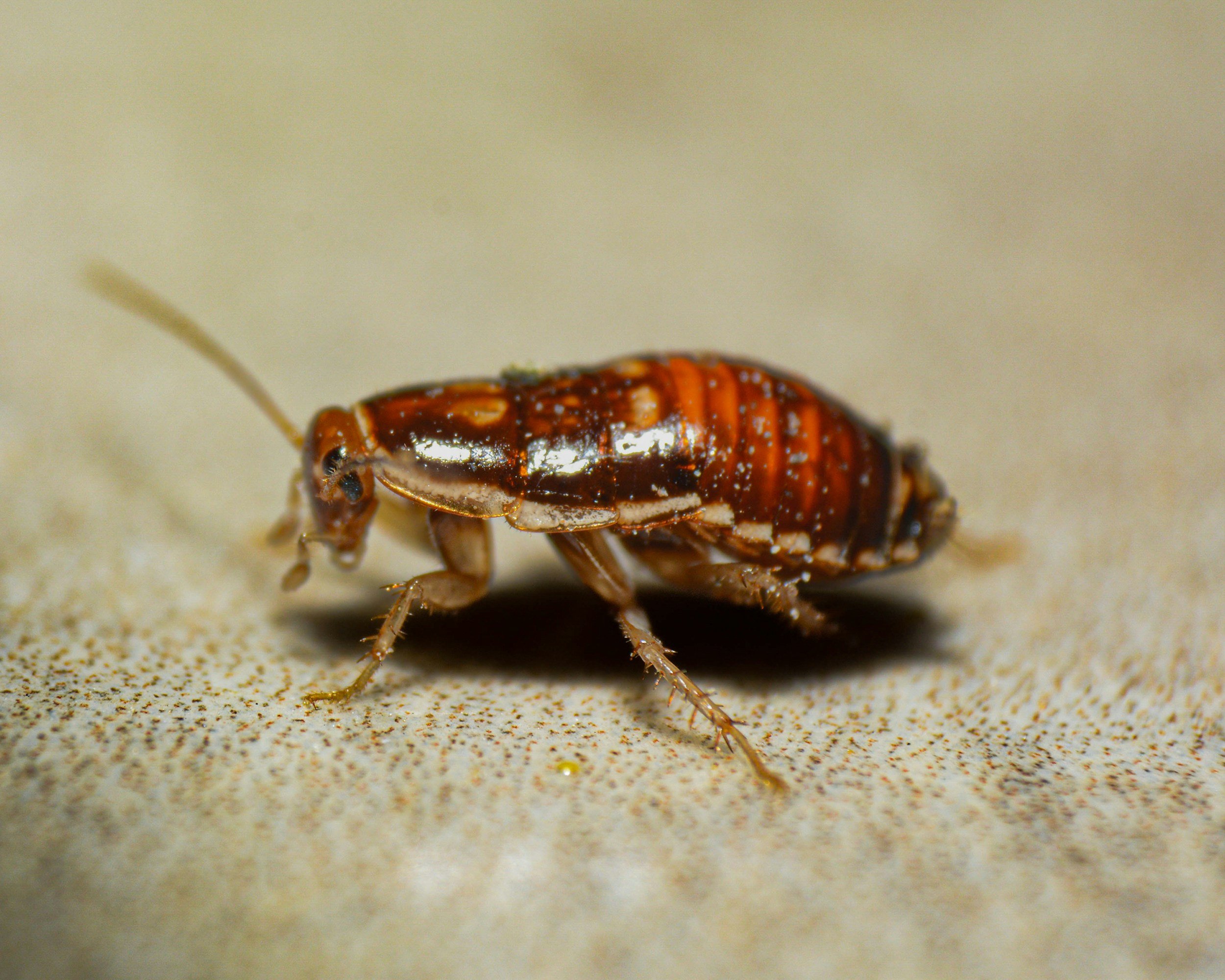 Exploring Natural Habitats: Understanding Insect Behavior for Effective Pest Management