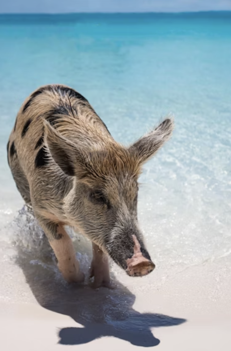 A Unique Animal Encounter You'll Never Forget