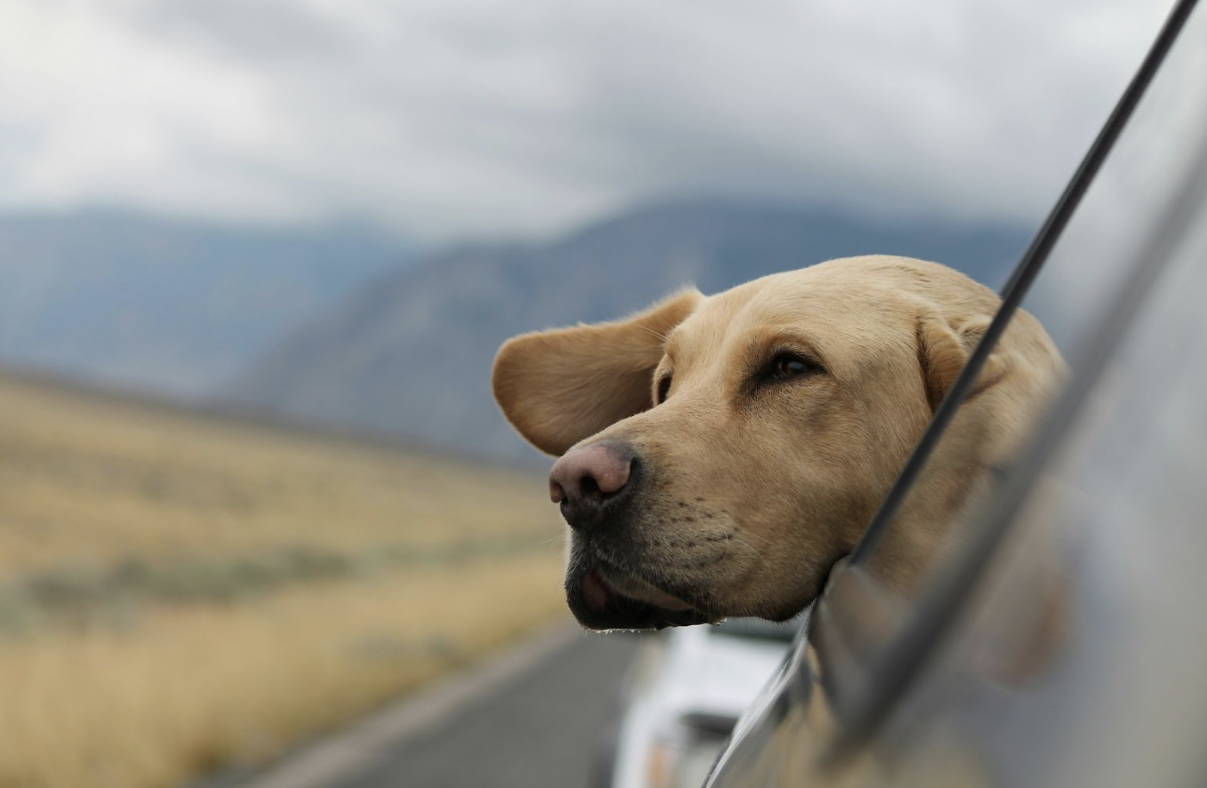 Urban Tails: Exploring Pet Culture Around the World