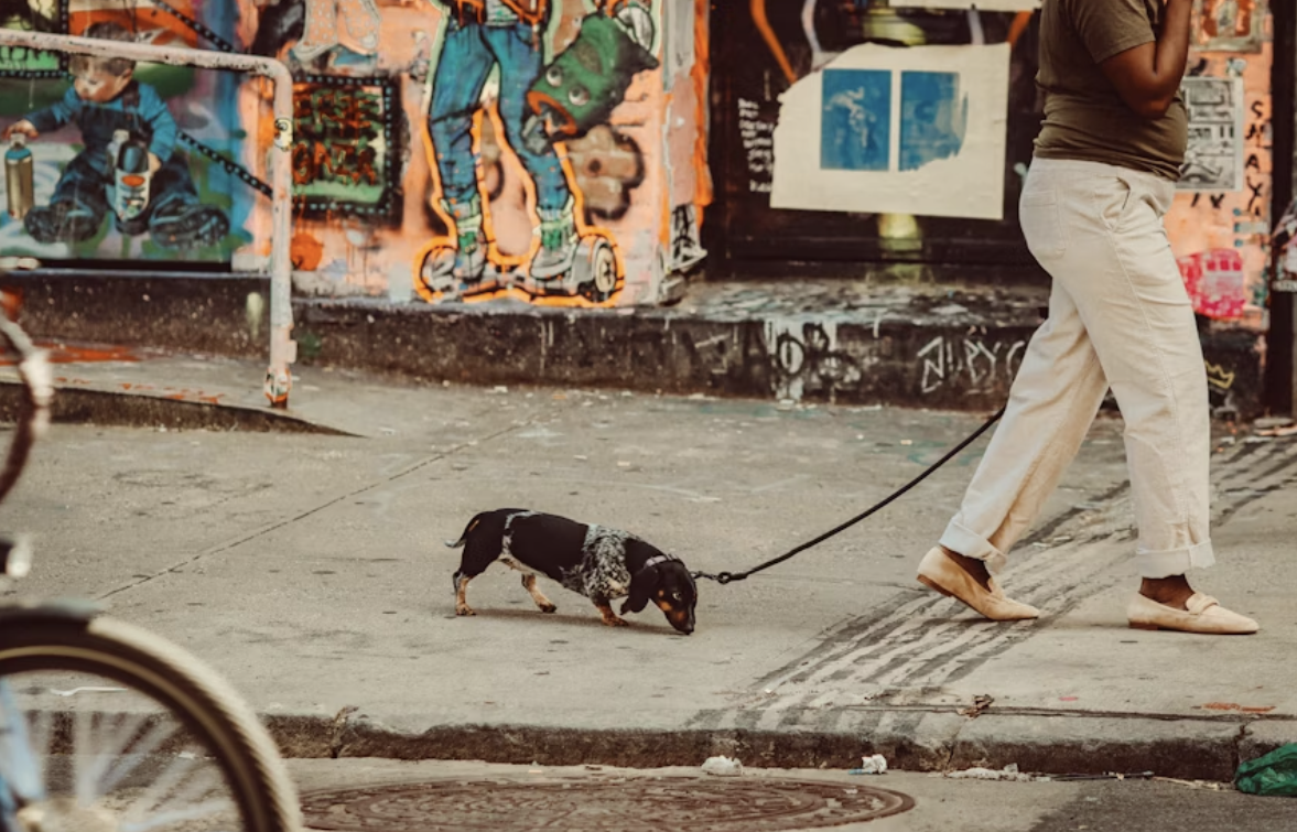 New York State Escapes: Outdoor Thrills for You and Your Pup