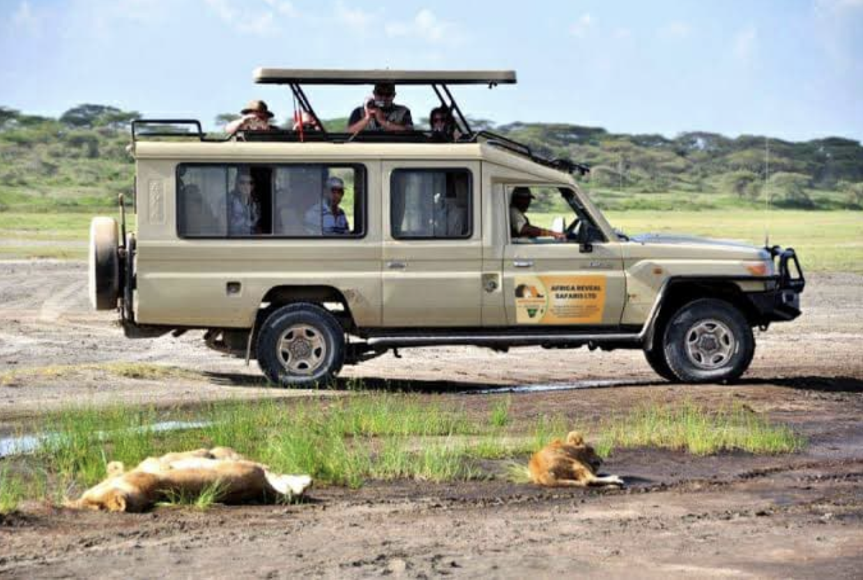 The Call of the Wild: Gorilla Trekking &amp; Uganda Safaris
