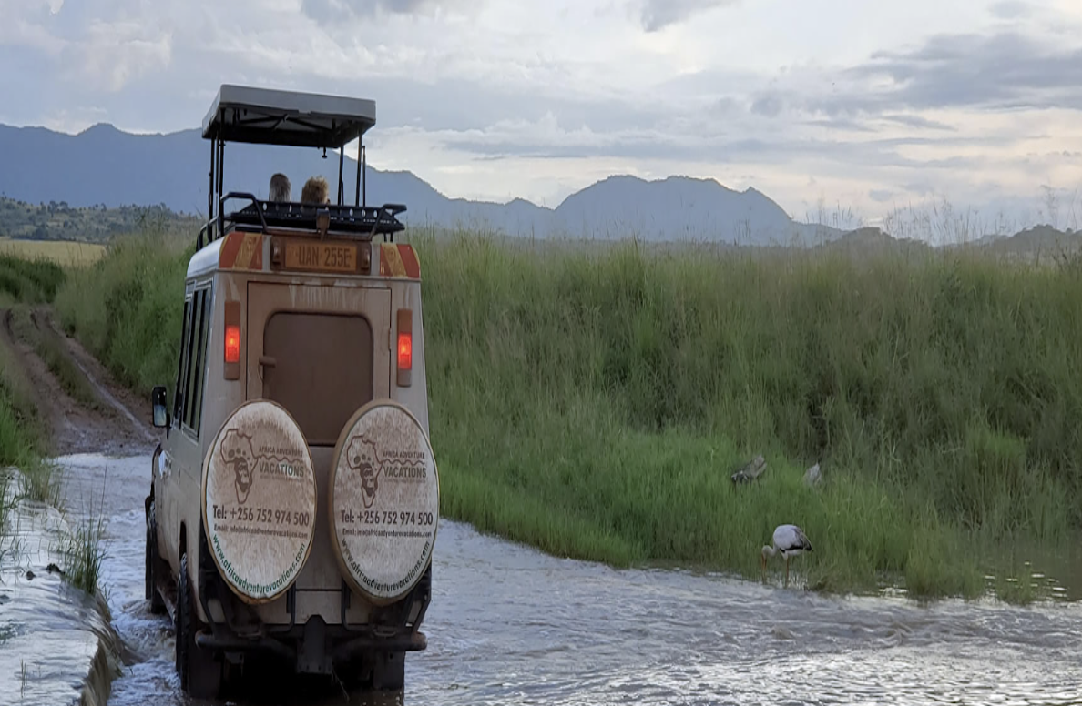 Affordable Gorilla Trekking Safari to Uganda