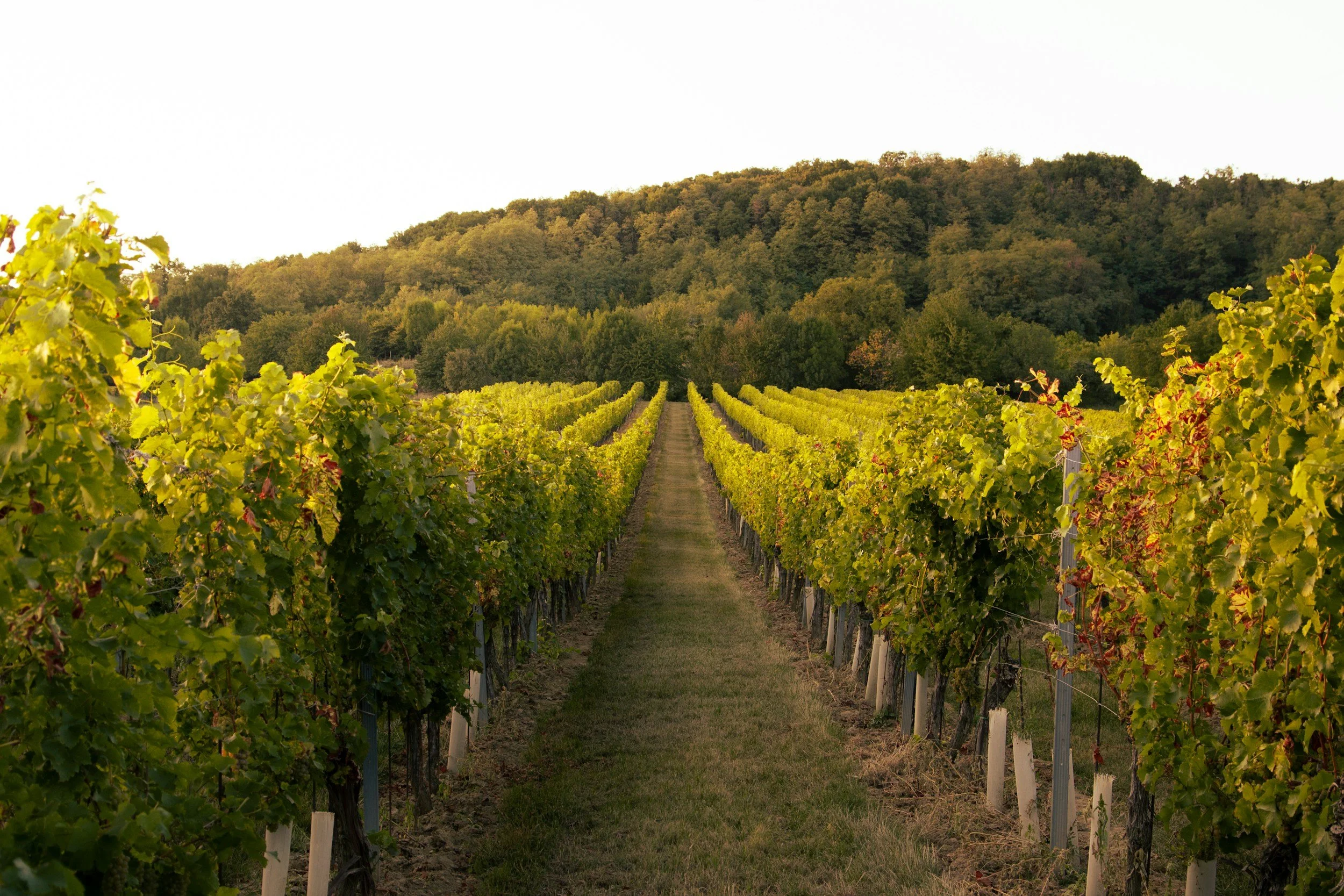 Top 3 Wineries in Hocking Hills, Ohio