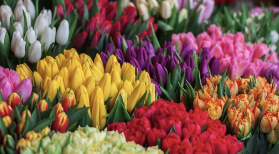 Your Local Flower Guide: Expert Tips &amp; Top Florists in Your Area