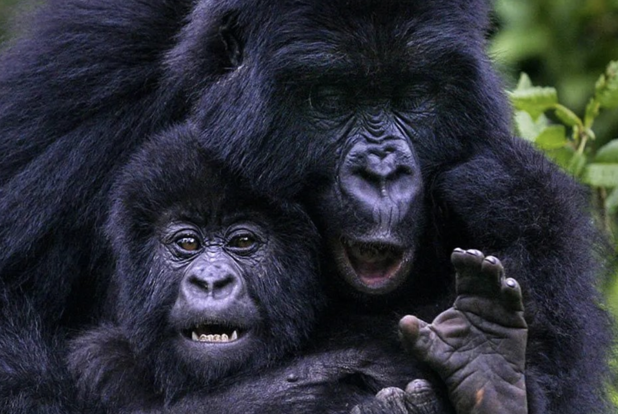 When to Book Your Rwanda Safari: Month-by-Month Guide