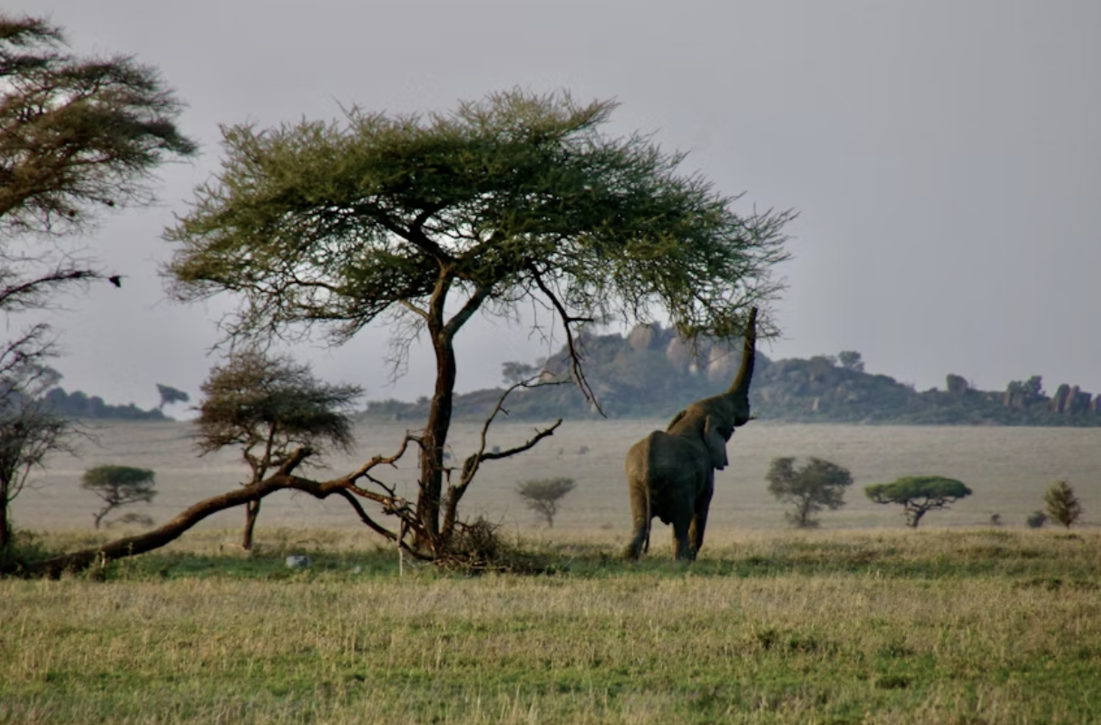 Tanzania Wildlife Safari &amp; Nairobi Escape