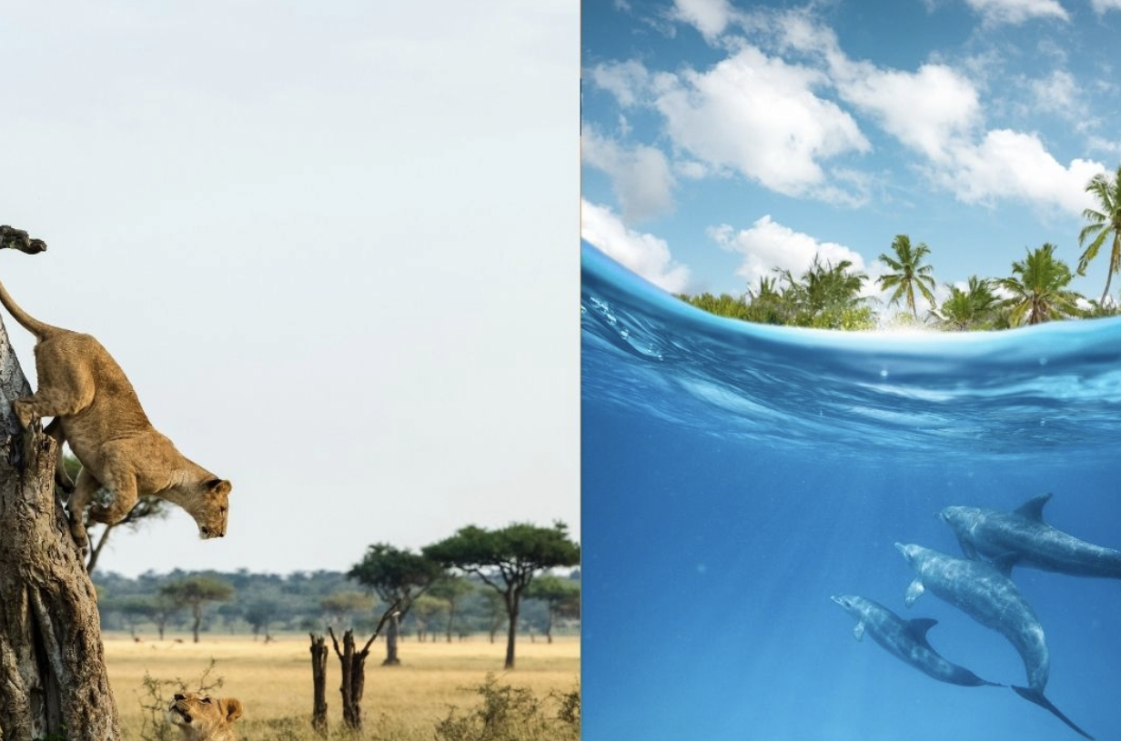 Serengeti and Zanzibar—From Wild to Sea