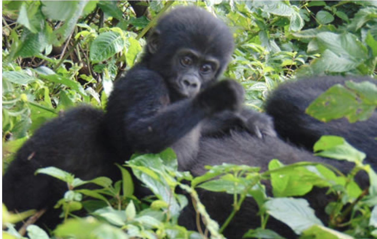 Wild Uganda Journey: Gorilla Tours, Safari Life, and Drive-by 4x4 Adventure