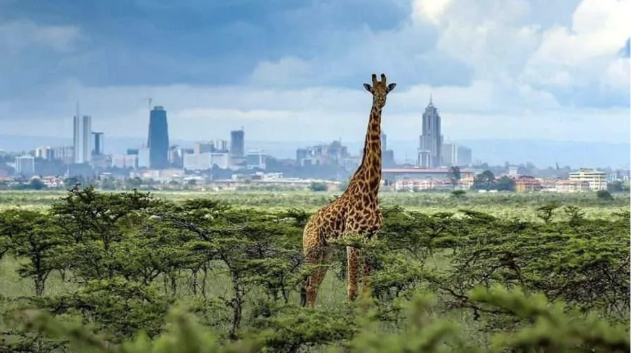 Discover Wildlife on Nairobi National Park and Masai Mara Trips: