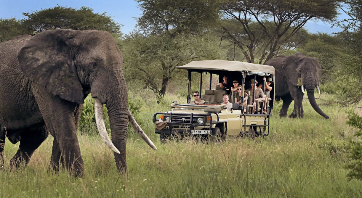 Wild Heart of Tanzania: Where Every Safari Makes a Big Story Happen