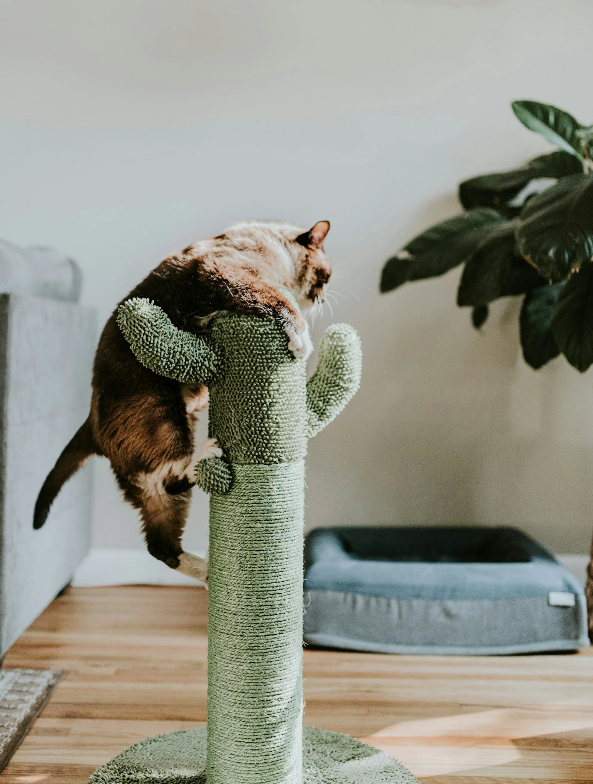 The Modern Guide to Feline Hygiene: Balancing Style and Comfort in Australian Homes