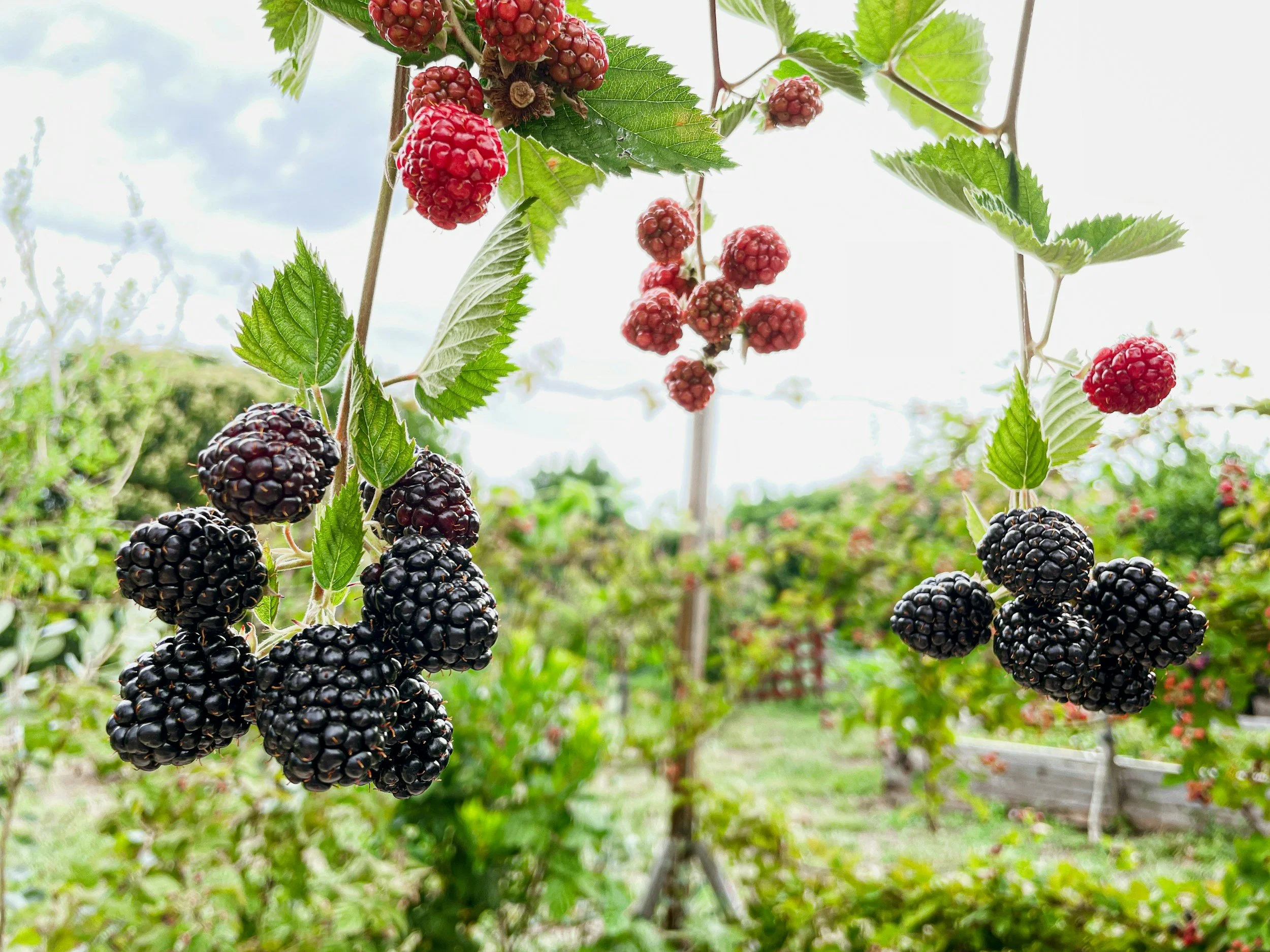 Create Your Own Fruit Garden