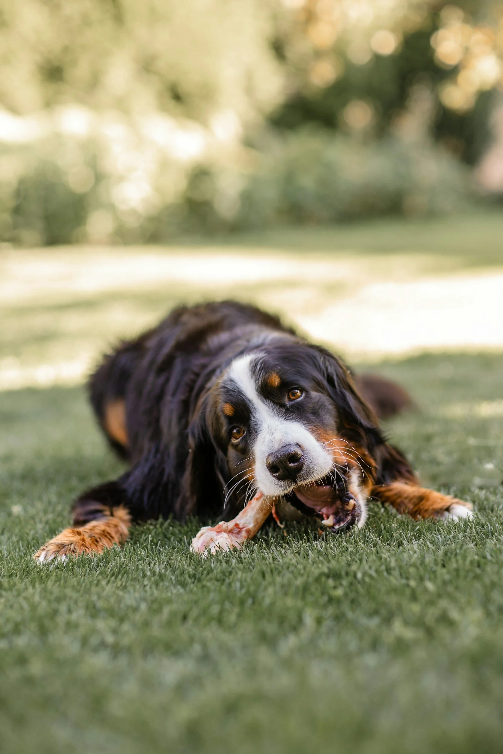 Why What Your Dog Chews On Matters Just as Much as What They Eat